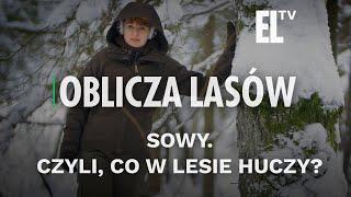 Sowy. Czyli, co w lesie huczy? | OBLICZA LASÓW #119