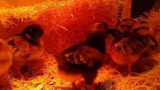 Suburban chicks- day 5