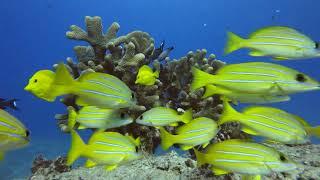 Antler Coral off the Coast of Oahu