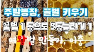 #1통으로 5통 늘리기 1, 여왕벌만들기, 이충하기, 양봉꿀벌키우기