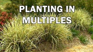 Planting in Multiples - Garden Design