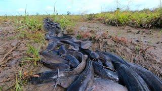 Wow Unique fishing skill, A fisherman catch a lot of fish by hand