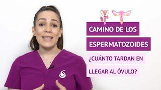 Camino de los espermatozoides, ¿cuánto tardan en llegar al óvulo?