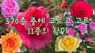 한 번 사면 평생보는 장미 적극추천 예쁜11종