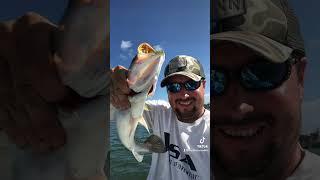 Fishing for Speckled trout in Miami ! #fishing #fishingtips #inshorefishing