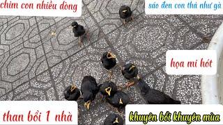 1 nhà chim anh em ơi ️️ quẹo lựa 