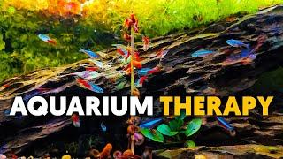 Aquarium Therapy  Chill With Red Cherry Shrimp, Amano Shrimp & Tetras