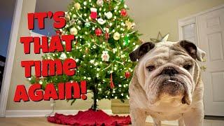 Reuben the Bulldog: Tree Time!