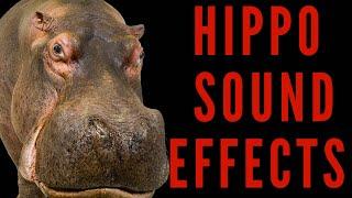 HIPPOPOTAMUS SOUND EFFECTS - Hippo Sound | maktub_ytv