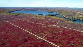 The Vast Blueberry Barrens of Downeast Maine