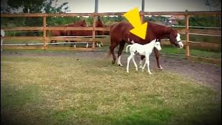 After This Foal’s Birth, Her Owners Made an Astonishing Discovery