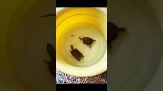 How many fish do turtles eat a day #viral #shorts #video