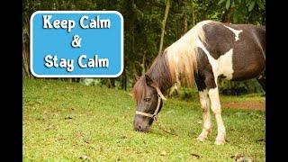 How to Help Calm Nervous Horse Behavior