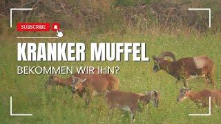 Der KRANKE Muffel | Muffeljagd | 2024