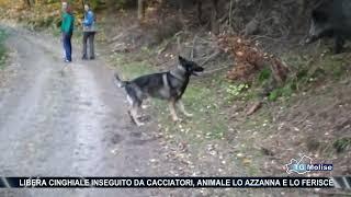 Libera cinghiale inseguito da cacciatori, animale lo azzanna e lo ferisce