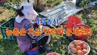 사과따기 시작합니다. 농촌은 지금 인력이 문제입니다.