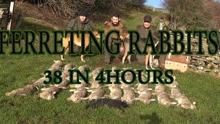 New record ferreting..38 rabbits in 4 hours