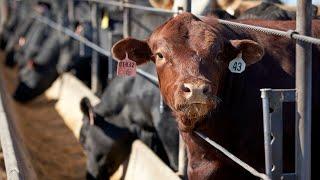 KY3 Digital Extra: Raising beef with the environment in mind