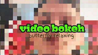 Video bokeh blu butterfly beautifull relaxing new full hd