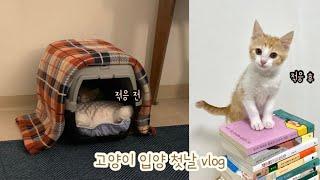 vlog | 고양이 입양 브이로그 | 입양 첫날 | 친해지려면 기절해라 | 초보집사 | 개냥이 | 치즈 코숏 | 포인핸드