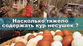 Насколько тяжело содержать кур несушек ?