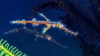 Ghost pipefish 4K : Cool facts