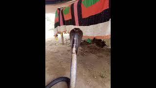 #black #cobra #snake #shortvideo #shorts naag cobra tv