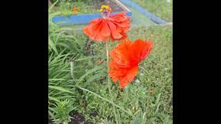 Что за цветок #nature