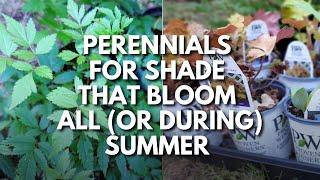 Want Shade-Loving Perennials That Bloom During Summer? Plant These! 