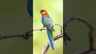 Wildlife cinematic photoshoot video #birds #wildlife #shorts