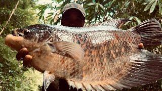 Cá Rừng Rất Lớn 3 Ngày 2 Đêm Sống Trong Rừng / Fishing in the rainforest at night