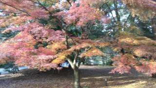 Imperial palace grounds Kyoto 14 Dec 16