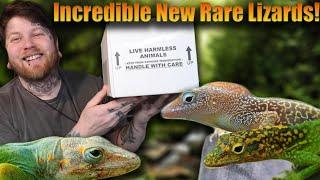 These Are The Most INCREDIBLE Looking Reptiles I've Ever Seen [Rare Reptile Unboxing]