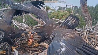 Sunny & Gizmo Have Ants-In-Pants️Fish SquabbleBeaky Kisses In The Attic@FOBBVCAM 2025-06-01