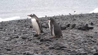 【正點旅遊】追著媽媽討食的小紳士企鵝（Gentoo Penguin Chick）