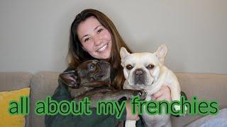 All About My French Bulldogs! (hygiene, personalities & daily routine)