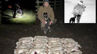 Lamping Rabbits with Lurchers - Pest Control with Thermal Footage (Feb 2024)