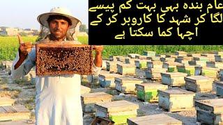 How to Start Honey Farming in Pakistan|Honey Bee Business in Pakistan