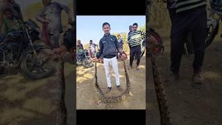 Impressive Snake Rescues: Saving Slithery Souls