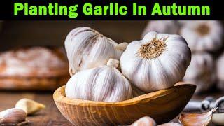 Garlic Planting | Solent Wight | Planting Autumn Garlic | Allotment Garden | The Garlic Farm