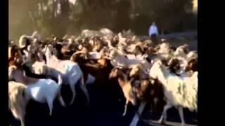 Raw Video   Goats on Freeway