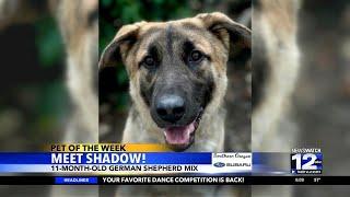 Pet of the Week: meet Shadow!