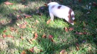 Border Collie Puppy Bar J Jenks male Born 11 10 2012