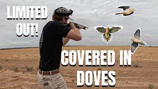 Dove hunting a LOADED corn field | LIMITED OUT in a DUST STORM