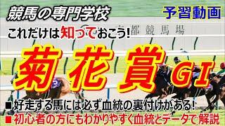 【菊花賞2024】予習動画 初心者の方でもわかる血統とデータ 該当する好走馬は!?