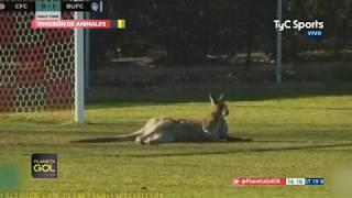 Especial invasion De Animales - Planeta Gol - | Tyc Sports 2018