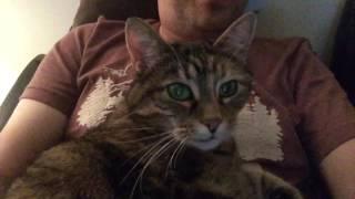 Gorgeous tabby cat loves cuddles and seeing herself on camera