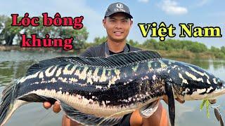 Truy Tìm Lóc Bông Khủng Việt Nam