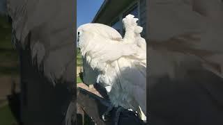 What cockatoo does when he wants a wing pet...