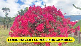 6 CONSEJOS PARA HACER FLORECER BUGAMBILIA EN ABUNDACIA / CONSEJOS PARA CUIDAR BUGANVILIA